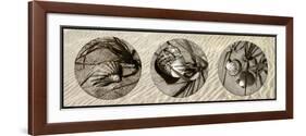 Shells-Alan Hausenflock-Framed Photographic Print