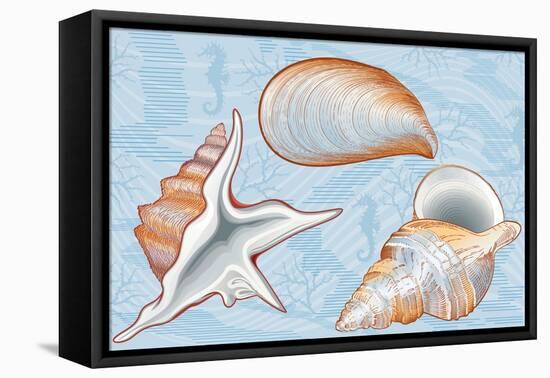 Shells-Milovelen-Framed Stretched Canvas