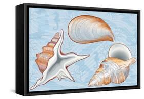 Shells-Milovelen-Framed Stretched Canvas
