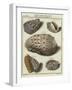 Shells-null-Framed Giclee Print