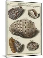 Shells-null-Mounted Giclee Print