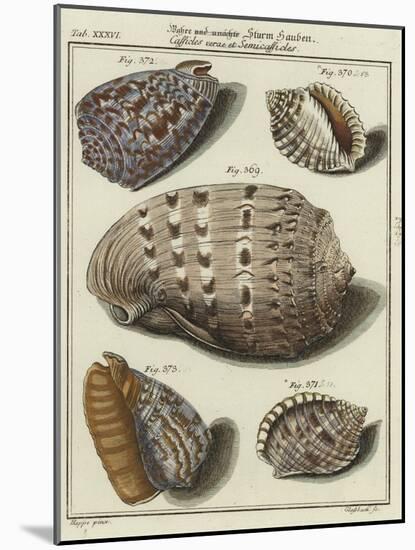 Shells-null-Mounted Giclee Print