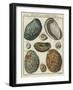 Shells-null-Framed Giclee Print