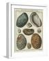 Shells-null-Framed Giclee Print