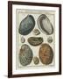 Shells-null-Framed Giclee Print