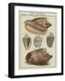 Shells-null-Framed Giclee Print