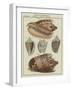 Shells-null-Framed Giclee Print