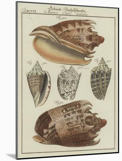 Shells-null-Mounted Giclee Print