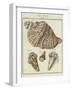 Shells-null-Framed Giclee Print