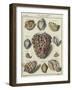 Shells-null-Framed Giclee Print