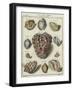 Shells-null-Framed Giclee Print