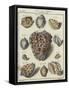 Shells-null-Framed Stretched Canvas