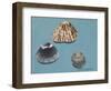 Shells-Sophie Harding-Framed Giclee Print