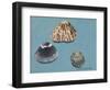 Shells-Sophie Harding-Framed Giclee Print