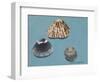 Shells-Sophie Harding-Framed Giclee Print