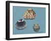 Shells-Sophie Harding-Framed Giclee Print