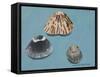 Shells-Sophie Harding-Framed Stretched Canvas