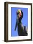 Shelter Island, San Diego, California. Pelican Portrait.-Jolly Sienda-Framed Photographic Print