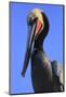 Shelter Island, San Diego, California. Pelican Portrait.-Jolly Sienda-Mounted Photographic Print