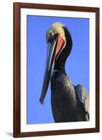 Shelter Island, San Diego, California. Pelican Portrait.-Jolly Sienda-Framed Premium Photographic Print