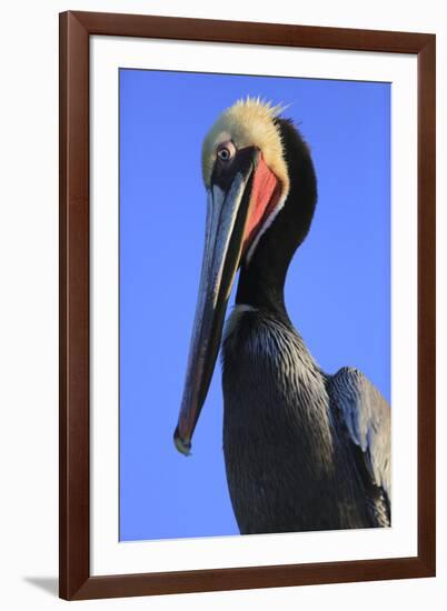 Shelter Island, San Diego, California. Pelican Portrait.-Jolly Sienda-Framed Premium Photographic Print