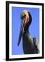 Shelter Island, San Diego, California. Pelican Portrait.-Jolly Sienda-Framed Premium Photographic Print