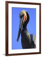 Shelter Island, San Diego, California. Pelican Portrait.-Jolly Sienda-Framed Premium Photographic Print