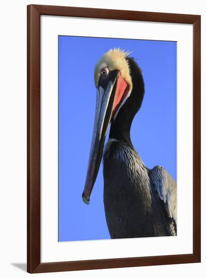 Shelter Island, San Diego, California. Pelican Portrait.-Jolly Sienda-Framed Premium Photographic Print