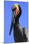 Shelter Island, San Diego, California. Pelican Portrait.-Jolly Sienda-Mounted Photographic Print