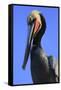 Shelter Island, San Diego, California. Pelican Portrait.-Jolly Sienda-Framed Stretched Canvas