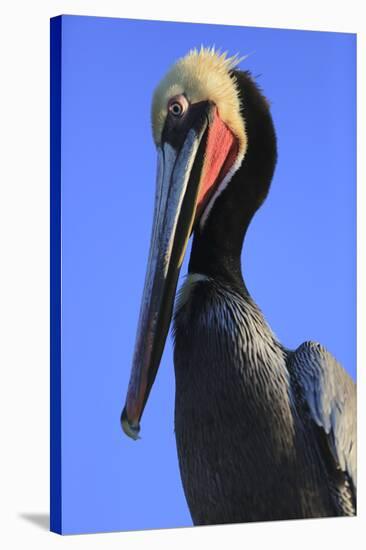 Shelter Island, San Diego, California. Pelican Portrait.-Jolly Sienda-Stretched Canvas