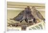 Sheltered Nesting Space and Mourning Dove Family Atop a Security Light-Michael Qualls-Framed Photographic Print