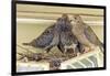 Sheltered Nesting Space and Mourning Dove Family Atop a Security Light-Michael Qualls-Framed Photographic Print