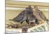 Sheltered Nesting Space and Mourning Dove Family Atop a Security Light-Michael Qualls-Mounted Photographic Print