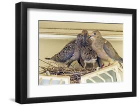 Sheltered Nesting Space and Mourning Dove Family Atop a Security Light-Michael Qualls-Framed Premium Photographic Print