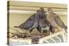 Sheltered Nesting Space and Mourning Dove Family Atop a Security Light-Michael Qualls-Stretched Canvas