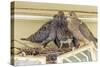 Sheltered Nesting Space and Mourning Dove Family Atop a Security Light-Michael Qualls-Stretched Canvas