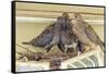 Sheltered Nesting Space and Mourning Dove Family Atop a Security Light-Michael Qualls-Framed Stretched Canvas