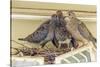 Sheltered Nesting Space and Mourning Dove Family Atop a Security Light-Michael Qualls-Stretched Canvas