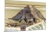 Sheltered Nesting Space and Mourning Dove Family Atop a Security Light-Michael Qualls-Mounted Photographic Print