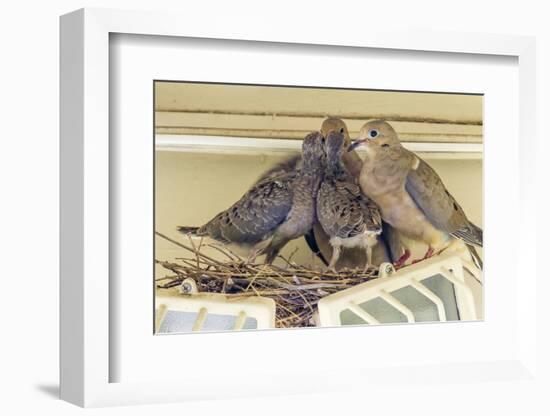 Sheltered Nesting Space and Mourning Dove Family Atop a Security Light-Michael Qualls-Framed Photographic Print