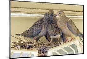 Sheltered Nesting Space and Mourning Dove Family Atop a Security Light-Michael Qualls-Mounted Photographic Print