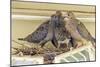 Sheltered Nesting Space and Mourning Dove Family Atop a Security Light-Michael Qualls-Mounted Photographic Print