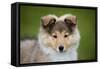 Sheltie Puppy-null-Framed Stretched Canvas