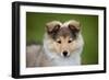 Sheltie Puppy-null-Framed Photographic Print