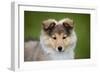 Sheltie Puppy-null-Framed Photographic Print