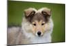 Sheltie Puppy-null-Mounted Photographic Print