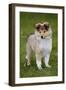 Sheltie Puppy-null-Framed Photographic Print