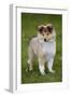 Sheltie Puppy-null-Framed Photographic Print