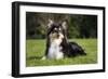 Sheltie-null-Framed Photographic Print